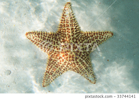 Orange starfish in a turquoise water Orange starfish in a turquoise water 33744141
