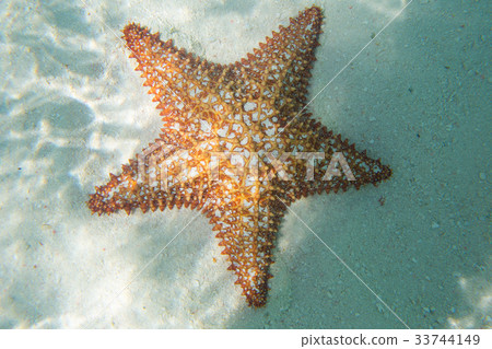 Orange starfish in a turquoise water Orange starfish in a turquoise water 33744149