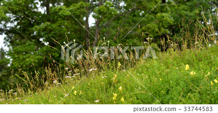 Fresh grass with wild flowers. Fresh grass with wild flowers. 33744583