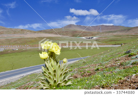 開花在青海,中國的棺材的黃色鴉片 開花在青海,中國的棺材的黃色鴉片 33744880