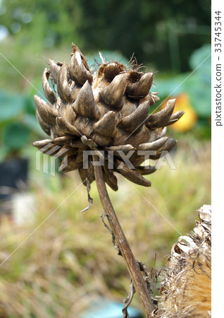 Withered artichokes Withered artichokes 33745344
