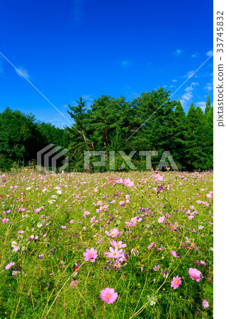The village of Toyo no Cosmos The village of Toyo no Cosmos 33745832