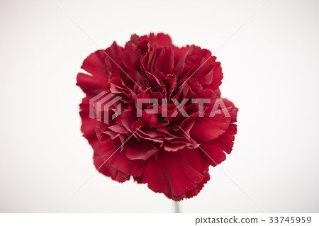 Carnation  33745959