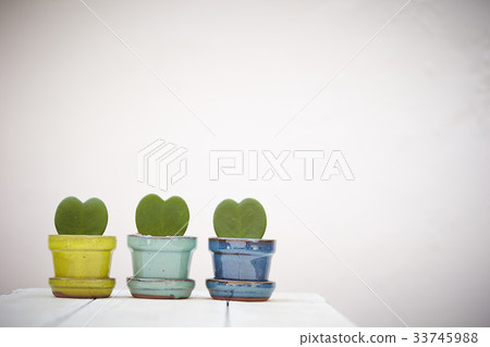 Succulent plants 33745988