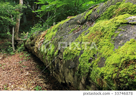 下落的山毛櫸樹癒合的森林 下落的山毛櫸樹癒合的森林 33746878