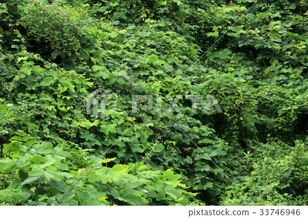 覆蓋斜坡的斗篷社區 覆蓋斜坡的斗篷社區 33746946