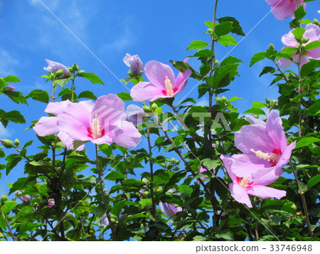 玫瑰沙龍 33746948