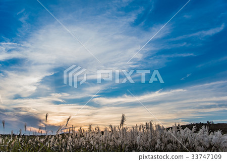 等待日落的人們 33747109