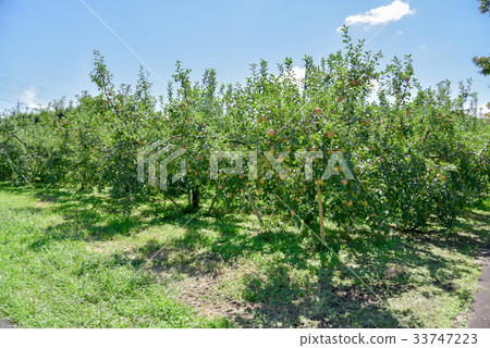Apple farm Apple farm 33747223