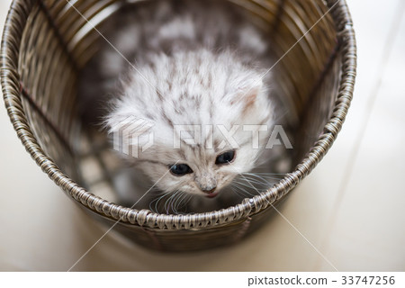 Happy kitten playing in home. 33747256