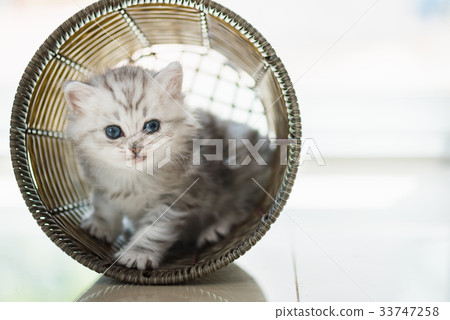 Happy kitten playing in home. 33747258