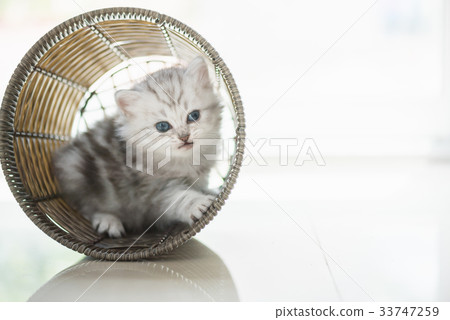 Happy kitten playing in home. Happy kitten playing in home. 33747259