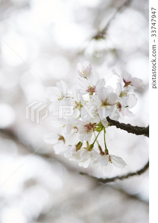 櫻花 櫻花 33747947