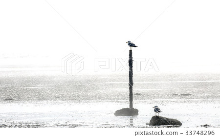 海鷗 海鷗 33748296