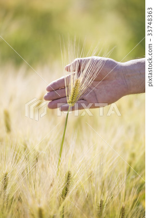手,大麥 手,大麥 33748363