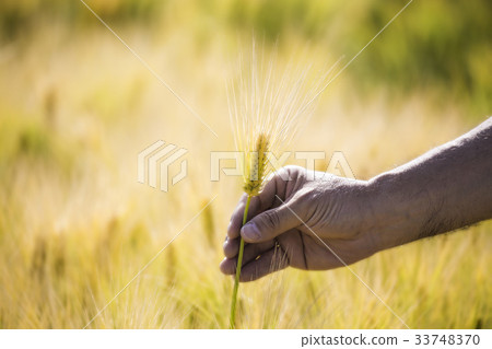 手，大麥 33748370