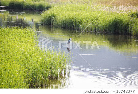 Han河，Taehwa河，Jung-gu，蔚山 33748377