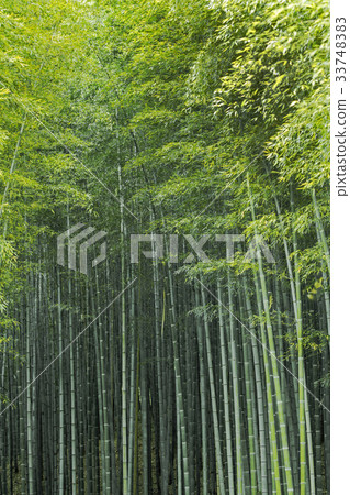 Bamboo, Damyang-gun, Jeonnam 33748383