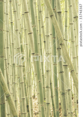 Bamboo, Damyang-gun, Jeonnam 33748387