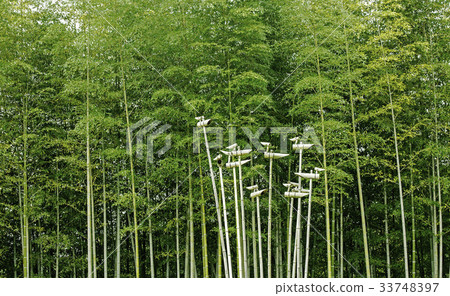 Sotdae,Bamboo,Damyang-gun,Jeonnam Sotdae,Bamboo,Damyang-gun,Jeonnam 33748397