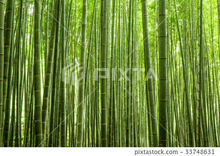 竹子，寶城郡，全南 33748631