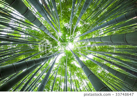 竹子,寶城郡,全南 竹子,寶城郡,全南 33748647