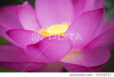 Lotus Lotus 33748751