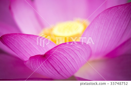 Lotus 33748752