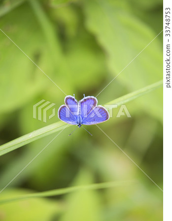 butterfly butterfly 33748753