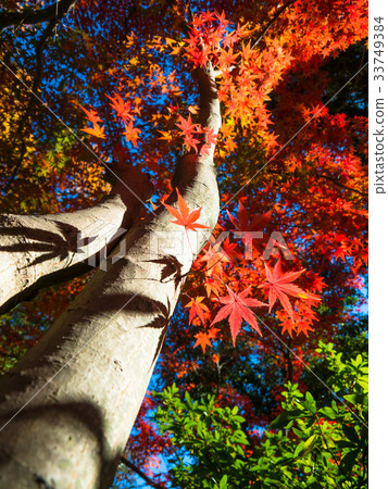 Bright autumn leaves Bright autumn leaves 33749384
