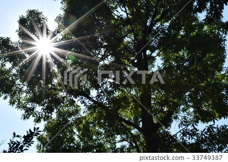 Sun rays Sun rays 33749387