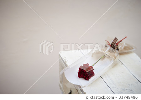 Carnation Carnation 33749480