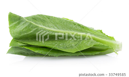 fresh cos lettuce isolated on white background fresh cos lettuce isolated on white background 33749585