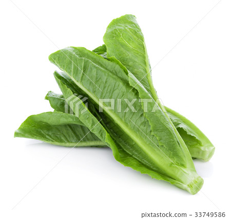fresh cos lettuce isolated on white background fresh cos lettuce isolated on white background 33749586