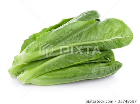 fresh cos lettuce isolated on white background 33749587