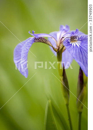 鳶尾花 33749903
