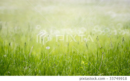 池 池 33749918