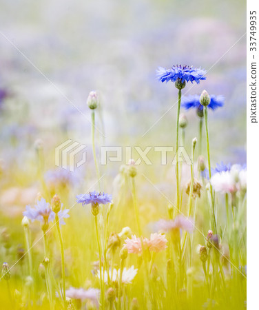 Cornflower Cornflower 33749935