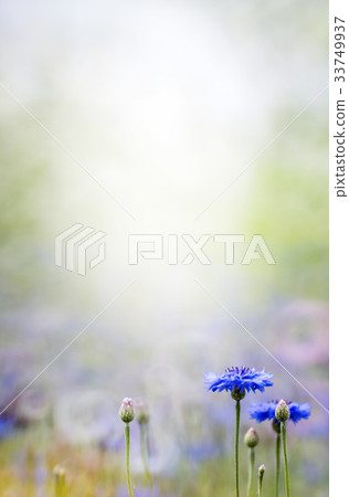 Cornflower 33749937