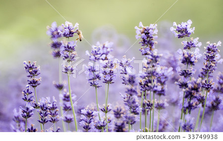 Bee, lavender Bee, lavender 33749938