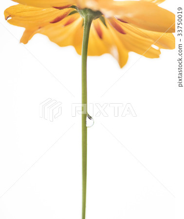 露水，黃色的宇宙 33750019