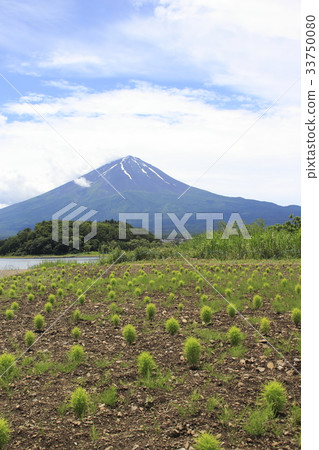 在大石公園(Kokia和富士山) 在大石公園(Kokia和富士山) 33750080
