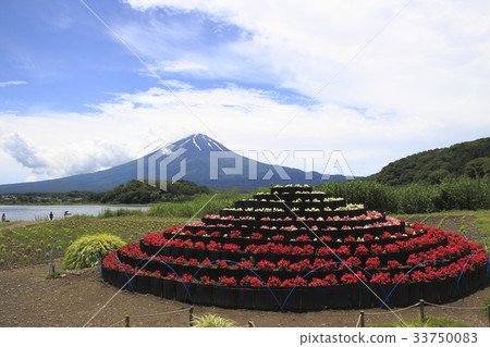 在大石公園（Hana Fuji和富士山） 33750083