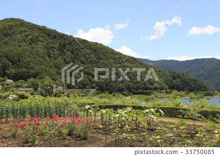 在初夏的大石公園 33750085