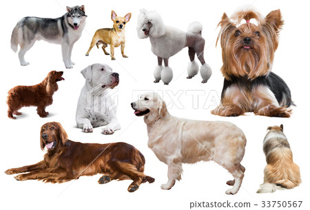different dog breeds different dog breeds 33750567