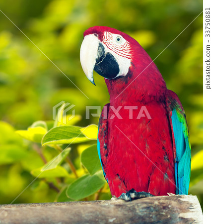 Red-and-green Macaw 33750881