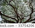 Big tree green leaf 33754206