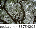 Big tree green leaf 33754208