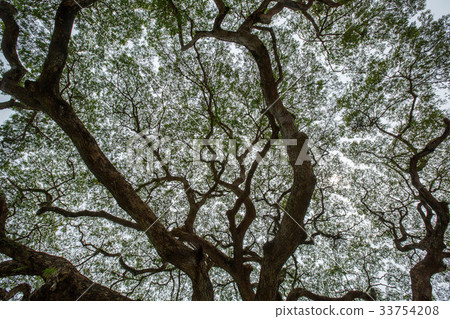 Big tree green leaf 33754208