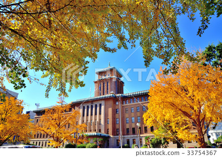 Ginkgo trees lined with yellow and yellow leaves and Kanagawa prefectural government office Ginkgo trees lined with yellow and yellow leaves and Kanagawa prefectural government office 33754367